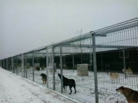 Primăria Cernavodă va salva câinii din SPIKE
